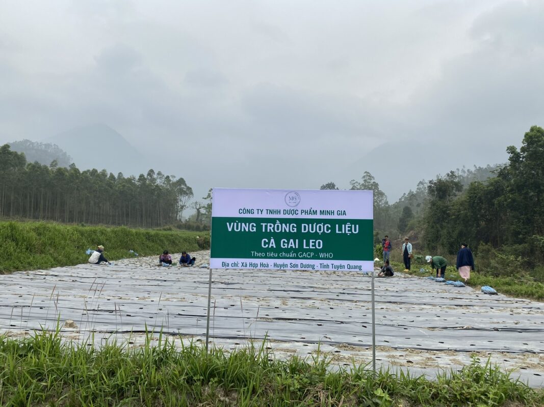 Đại lý tại Hà Nội